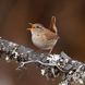 Cross-Stitch Pattern &ndash; "Wren in winter" WLP-044 WLP-044 photo 13
