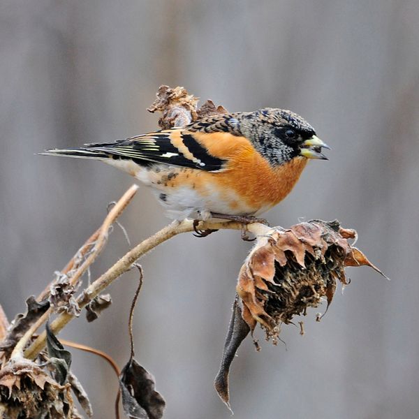 Cross-Stitch Pattern &ndash; "Brambling" WLP-046
