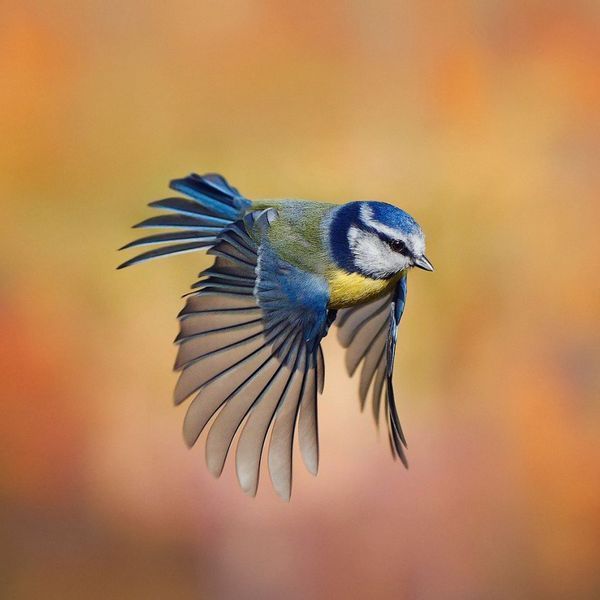 Cross-Stitch Pattern &ndash; "Blue Tits in Spring" WLP-041
