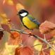 Cross-Stitch Pattern &ndash; "Great Tit on a Branch" WLP-042 WLP-042 photo 11