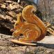Wooden Bead Embroidery Kit &ndash; &ldquo;Squirrel&rdquo; FLK-119 FLK-119 photo 2