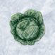 Plastic Cross-Stitch Kit &ndash; "Cabbage" (Double-Sided) FLX-114 FLX-114 photo 1