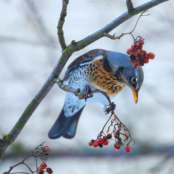 Cross-Stitch Pattern &ndash; "Fieldfare in autumn" WLP-045